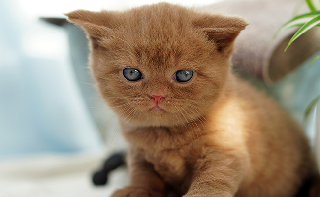 une image de chat